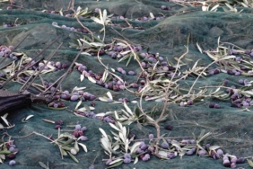 bilecik-haber_balikesir-de-yaklasik-11-asirlik-agactan-zeytin-hasadi-40764.jpg