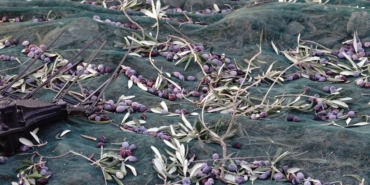 bilecik-haber_balikesir-de-yaklasik-11-asirlik-agactan-zeytin-hasadi-40764.jpg