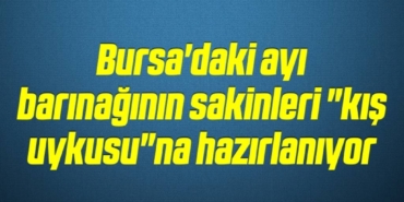 bilecik-haber_bursa-daki-ayi-barinaginin-sakinleri-kis-uykusu-na-hazirlaniyor-15-15.jpg