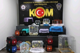 bilecik-haber_canakkale-de-kacak-yollara-yurda-sokulan-63-papagana-el-konuldu-44528.jpg