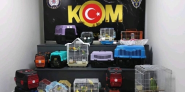 bilecik-haber_canakkale-de-kacak-yollara-yurda-sokulan-63-papagana-el-konuldu-44528.jpg