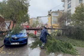 bilecik-haber_kartal-da-park-halindeki-otomobilin-uzerine-agac-devrildi-45327.jpg