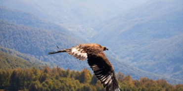 bilecik-haber_kocaeli-de-yarali-bulunan-kaya-kartali-tedavi-edildi-40596.jpg