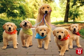 Köpekler dünyayı nasıl görür?