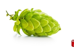 Sadece Bilecik'te yetişen ''Humulus lupulus''