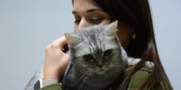 bilecik-haber_surekli-hapsiran-kedi-insanlarda-kullanilan-septal-buton-uygulamasiyla-tedavi-edildi-41962.jpg