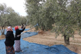 bilecik-haber_tekirdag-da-zeytin-hasadi-suruyor-45515.jpg