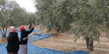 bilecik-haber_tekirdag-da-zeytin-hasadi-suruyor-45515.jpg