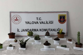 bilecik-haber_yalova-da-seradan-endemik-bitki-caldigi-ileri-surulen-kisi-gozaltina-alindi-41369.jpg