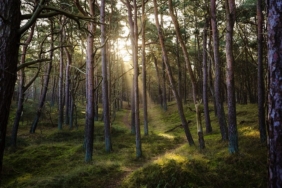 forest-7311484_640