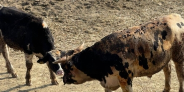 bilecik-haber_canakkale-de-besi-ciftliginde-cikan-yanginda-2-kisi-yaralandi-48602.jpg