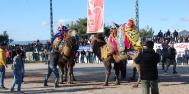 bilecik-haber_canakkale-de-pehlivan-develer-arenaya-cikti-51820.jpg