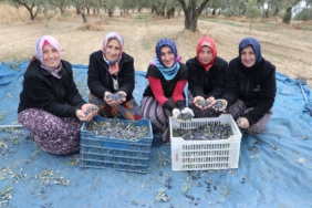 bilecik-haber_trabzonlu-kadinlar-tekirdag-da-zeytin-tarlalarinda-hasat-mesaisi-yapiyor-47952.jpg