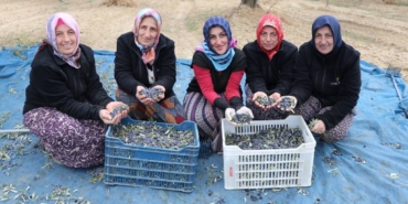 bilecik-haber_trabzonlu-kadinlar-tekirdag-da-zeytin-tarlalarinda-hasat-mesaisi-yapiyor-47952.jpg