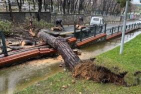 bilecik-haber_umraniye-de-parktaki-agac-caddeye-devrildi-51751.jpg