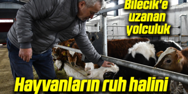 tamam