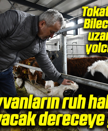 tamam