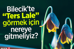 terslale