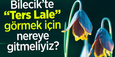 terslale