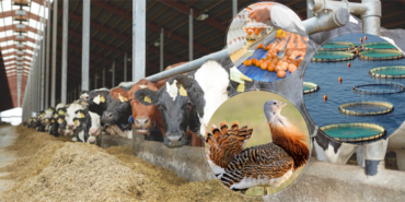 2025-YILINDA-188-MILYON-AVRO-IPARD-HIBE-DESTEGI-67022