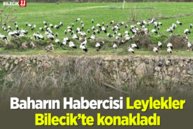 leylo