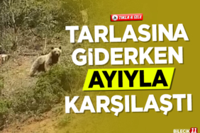 AYİ
