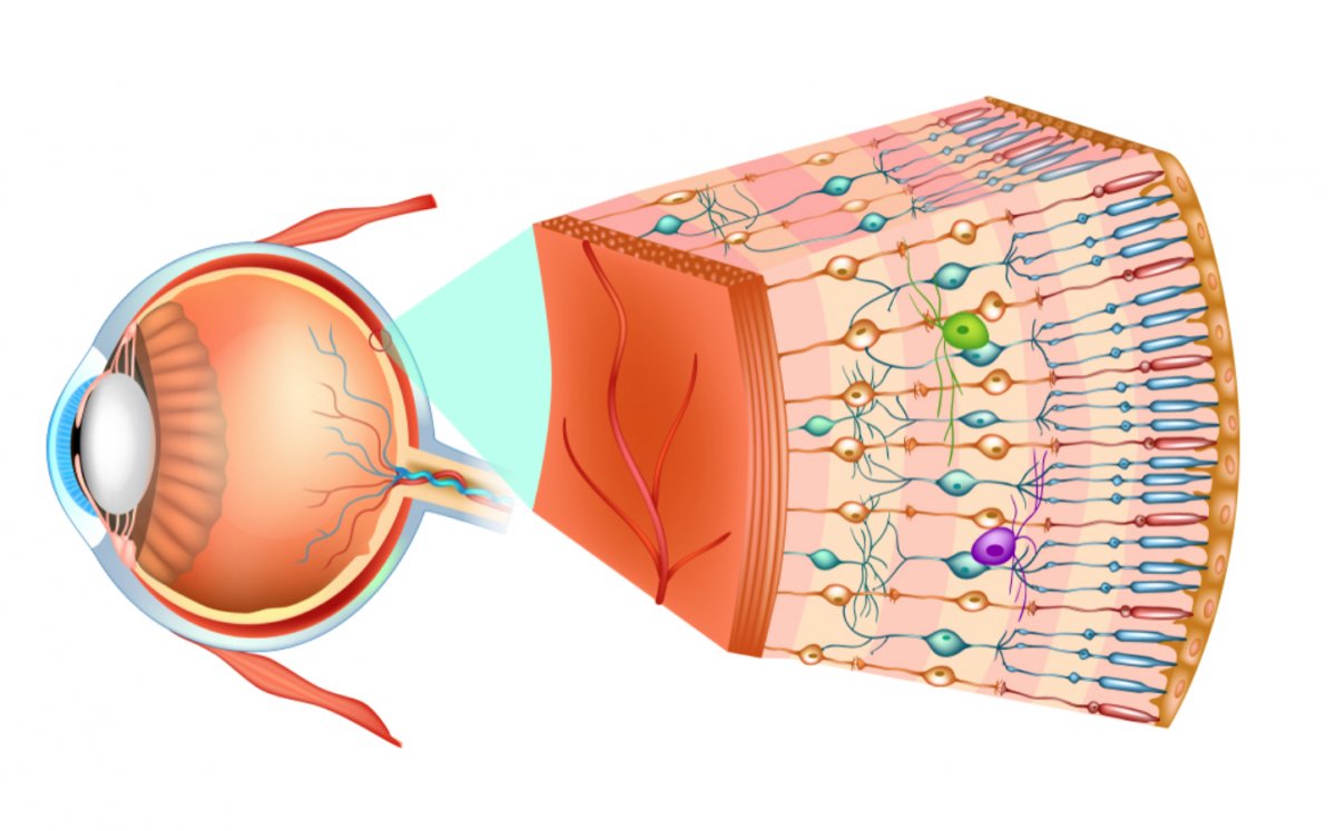 Görevi, yapısı ve katmanları iel retina nedir?