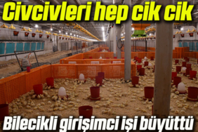 civcivvvv