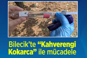 KOKARCA