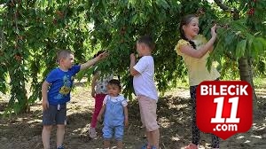 Bilecik’te Kirazın Yolculuğu