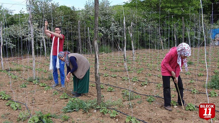 PAZARYERİ VE SÖĞÜT İLÇELERİNDE TARIM SEKTÖRÜ