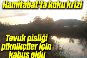 tavuk