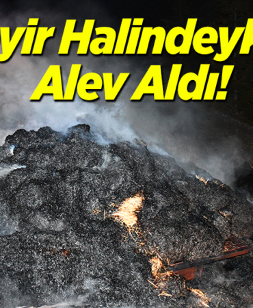 alev