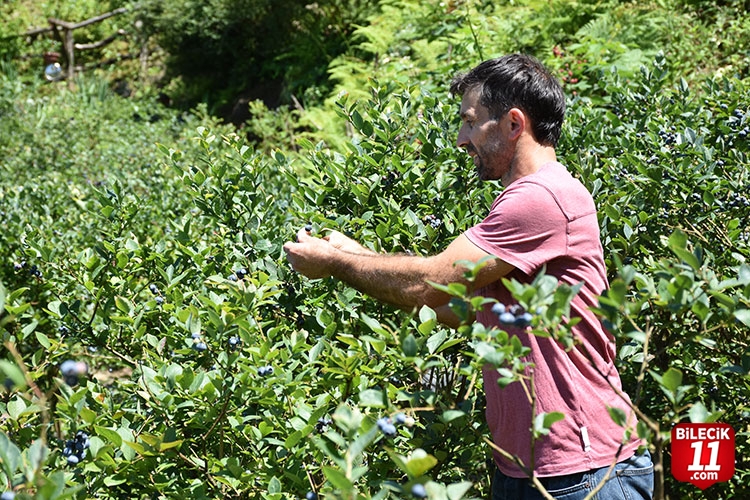 ANTİOKSİDAN DEPOSU MAVİ YEMİŞ BİLECİK'TE DE YETİŞİYOR