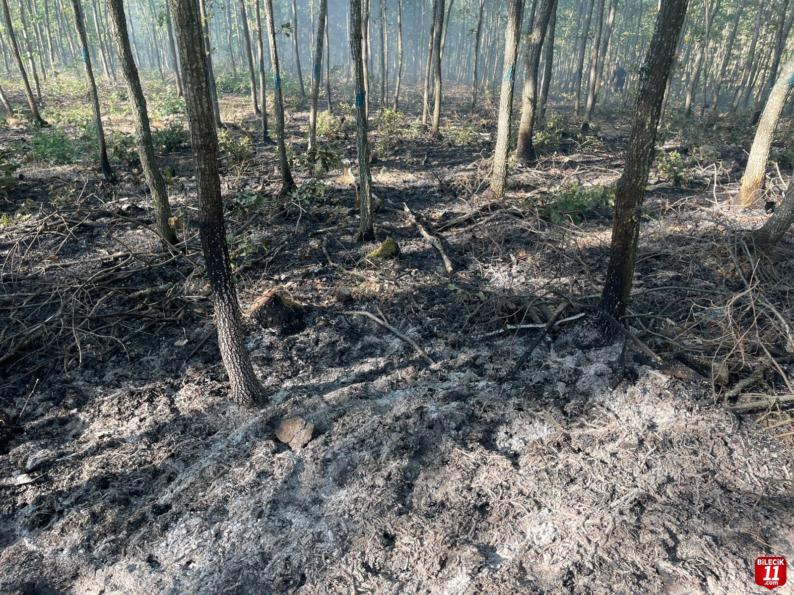 Bilecik'te çıkan orman yangını söndürüldü