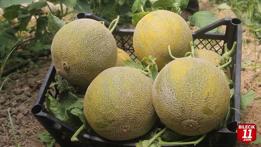 EN FAZLA OSMANELİ KÖYLERİNDE YETİŞİYOR