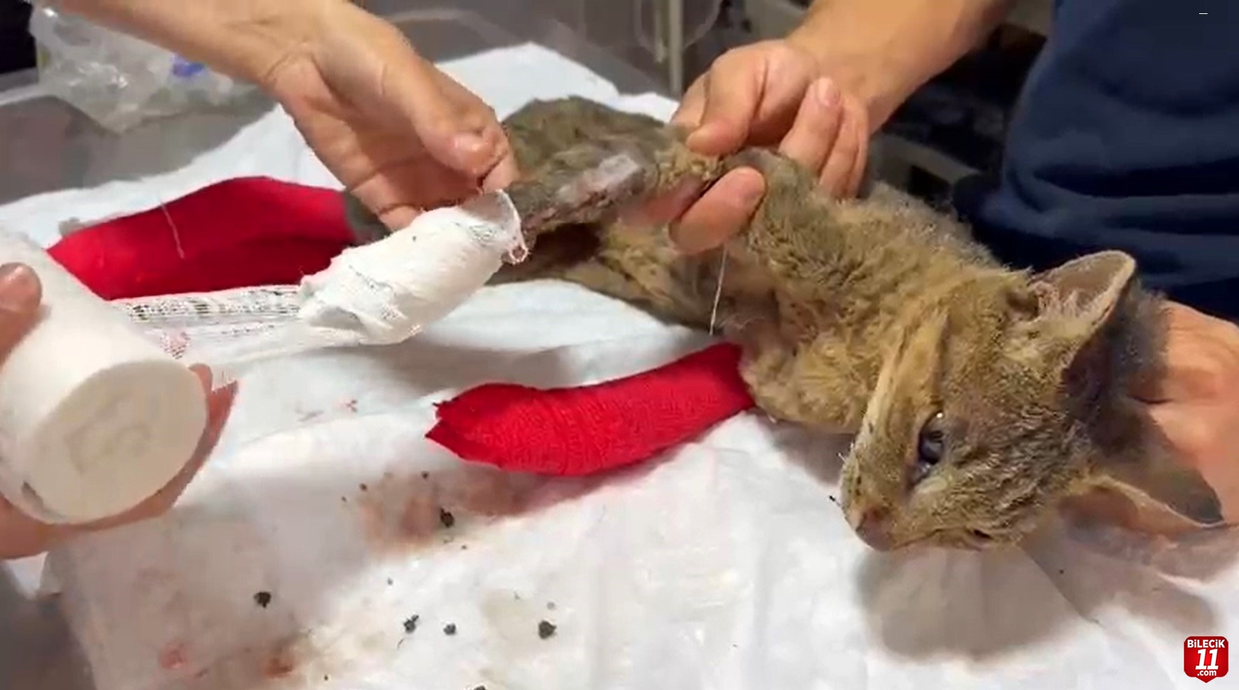 Sakarya'dan Bilecik'e sıçrayan orman yangınında yaralanan kedi tedavi altına alındı