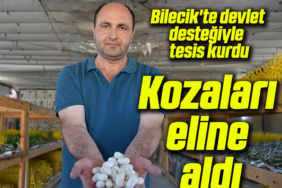 kozaaaaa