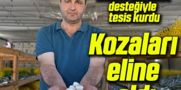 kozaaaaa