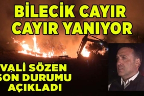 yangggggg