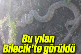 yılannnnnnnn