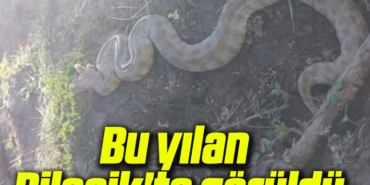 yılannnnnnnn