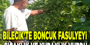 FASULYE MANŞET