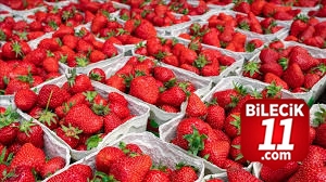 BİLECİK'İN KIRMIZI GÜCÜ