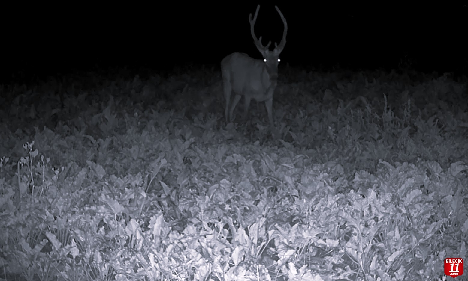 Bilecik'te yaban hayatı fotokapanla görüntüledi