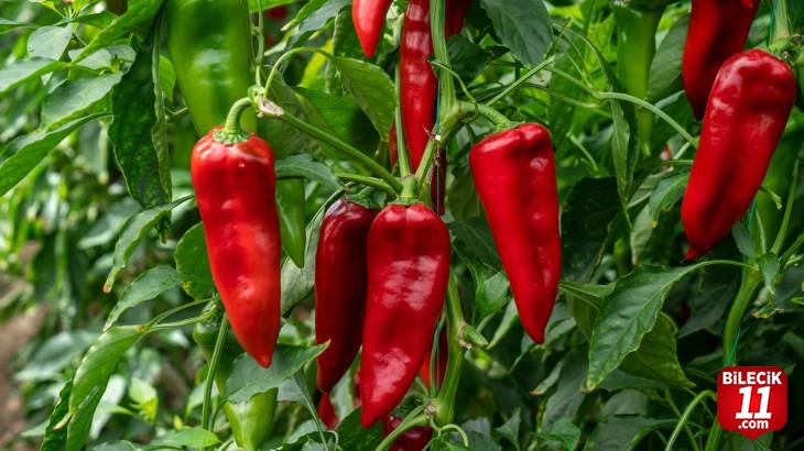 KAPYA BİBERİN SAĞLIĞA FAYDALARI?