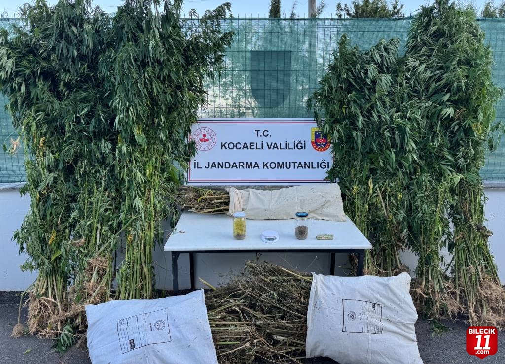 Kocaeli'de 12 kilo 73 gram esrar ele geçirildi