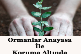 yanan alan yeşertme