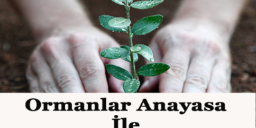 yanan alan yeşertme