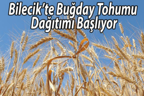 BUĞDAY TOHUMU DAĞITI MI